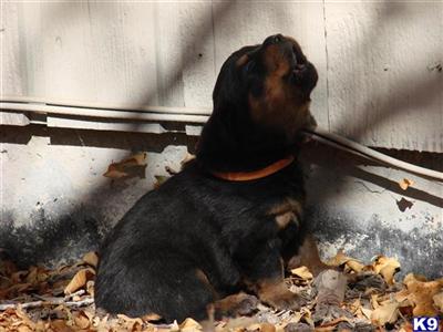 puppies for sale in grand junction rottweiler puppy for sale orange grand junction co 9 years puppies for sale in grand junction rottweiler puppy for sale orange grand junction co 9 years