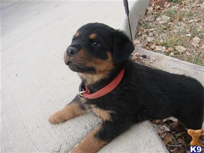 puppies grand junction co rottweiler puppy for sale orange grand junction co 9 years puppies grand junction co rottweiler puppy for sale orange grand junction co 9 years