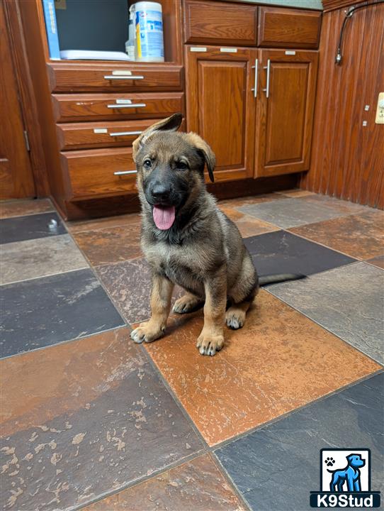 a german shepherd dog sitting on a tile floor