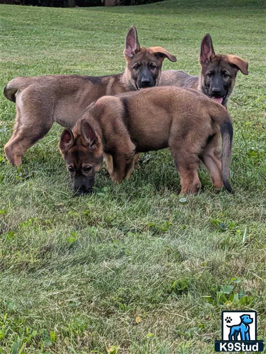 a group of kangaroos in a grassy field