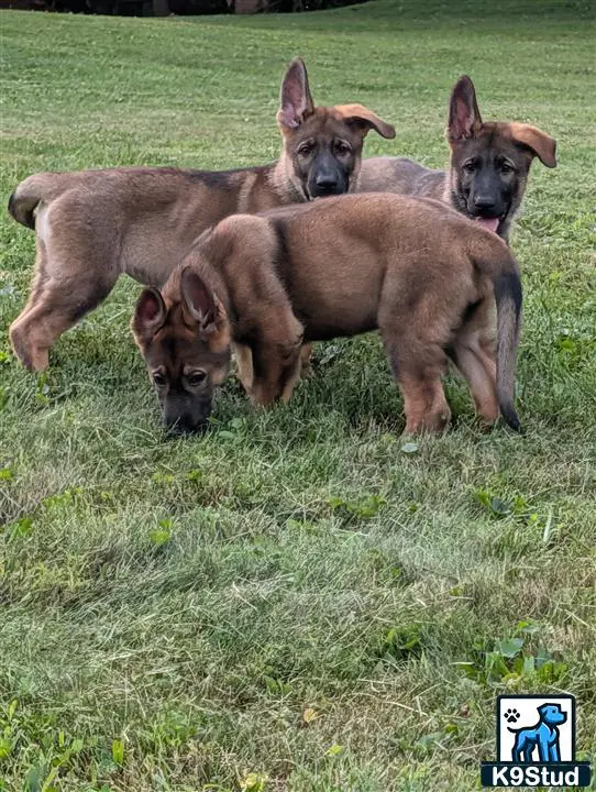 German Shepherd