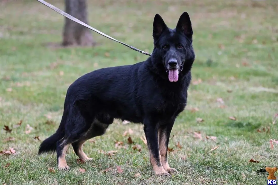 German Shepherd stud dog