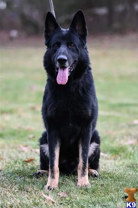 German Shepherd stud dog