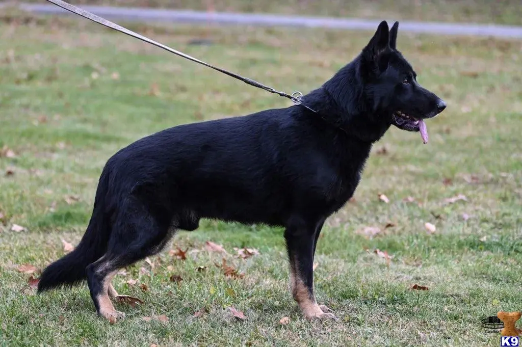 German Shepherd stud dog