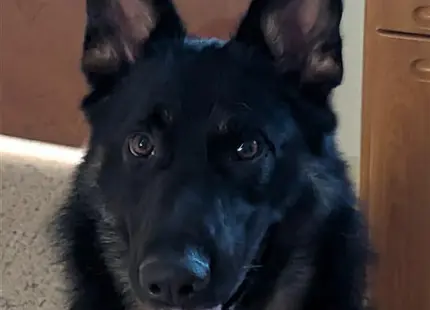 German Shepherd dog