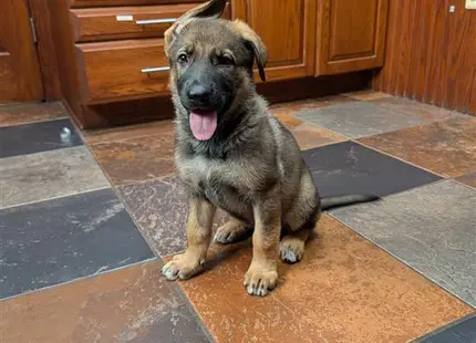 a german shepherd dog sitting on a tile floor