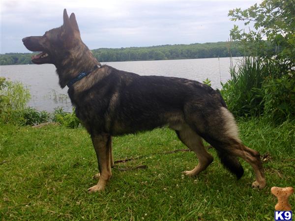 German Shepherd stud dog