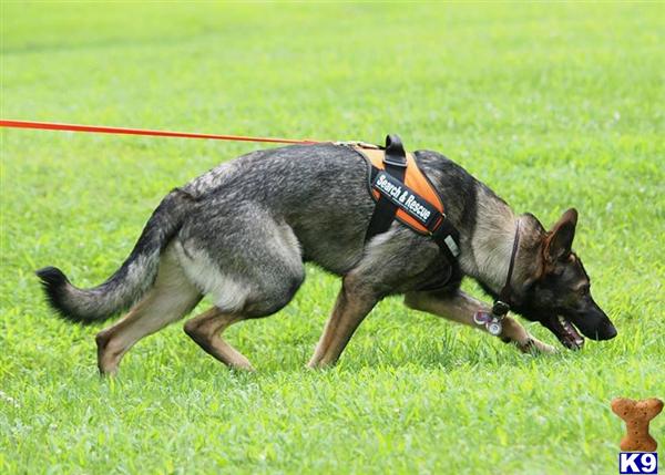 German Shepherd stud dog