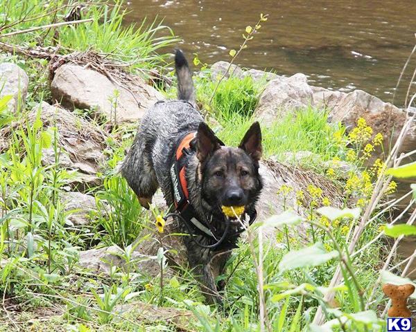 German Shepherd stud dog