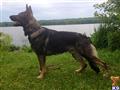 German Shepherd stud dog: German Shepherd standing by a lake with green grass background