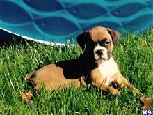 boxer puppy posted by dvldoggboxers