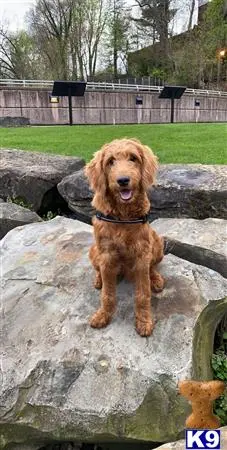 Goldendoodles stud dog