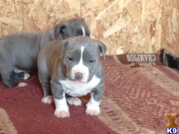 pitbull puppies colorado american pit bull puppies for sale in colorado pitbull puppies colorado american pit bull puppies for sale in colorado