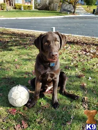 Labrador Retriever stud dog