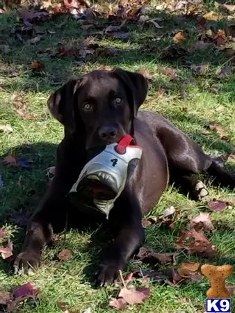 Labrador Retriever stud dog