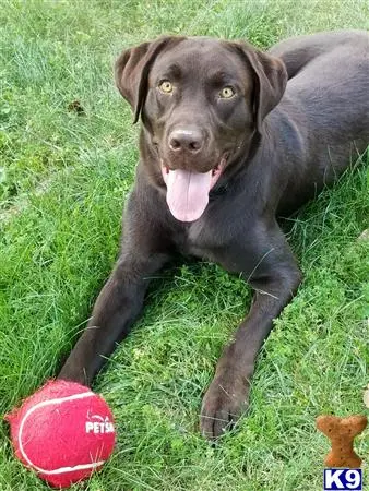 Labrador Retriever stud dog