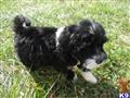 portuguese water dog puppy posted by dworkman1958