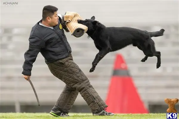 German Shepherd stud dog