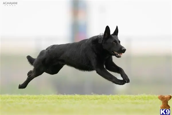 German Shepherd stud dog