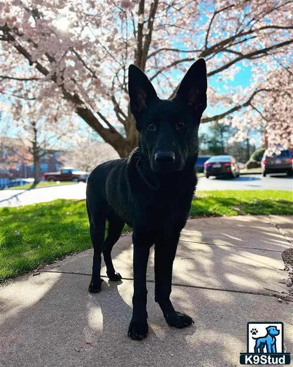 German Shepherd stud dog: a black german shepherd dog on a road