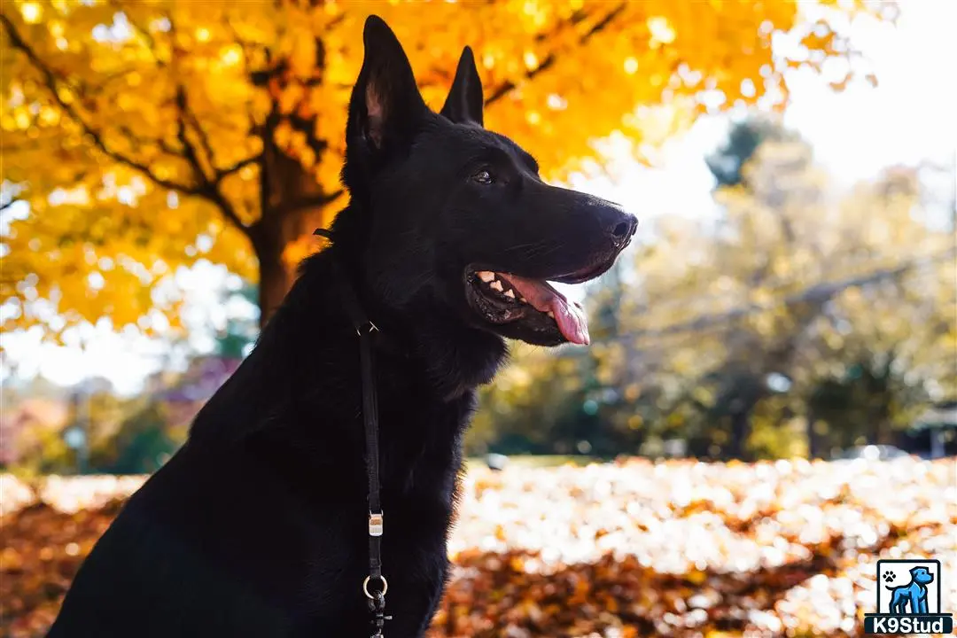 German Shepherd stud dog: a black german shepherd dog with its mouth open