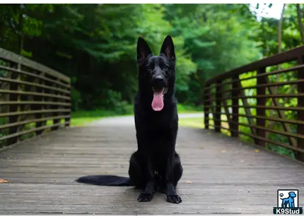 German Shepherd stud dog: a black german shepherd dog sitting on a wooden deck