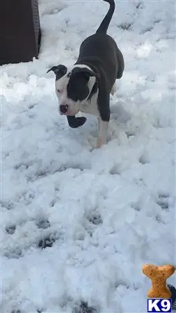 American Bully stud dog