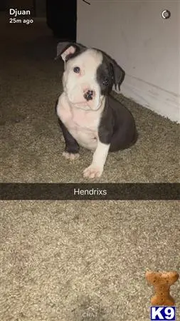 American Bully stud dog