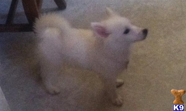 American Eskimo Dog dog