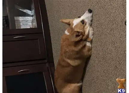 Pembroke Welsh Corgi