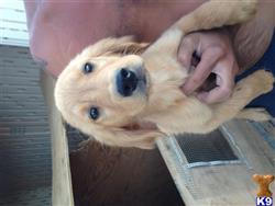 golden retriever puppy posted by dznimomm