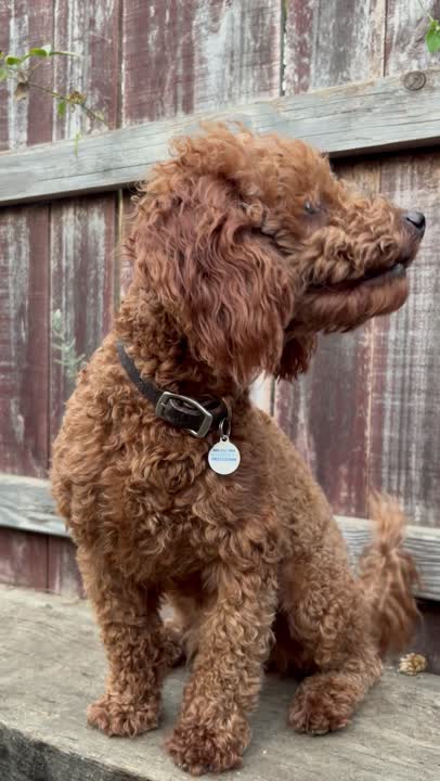 Poodle stud dog video