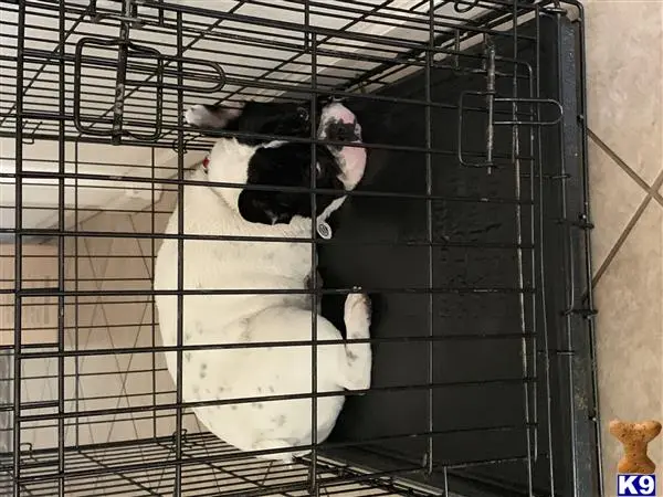 French Bulldog stud dog: Black and white French Bulldog resting in a crate