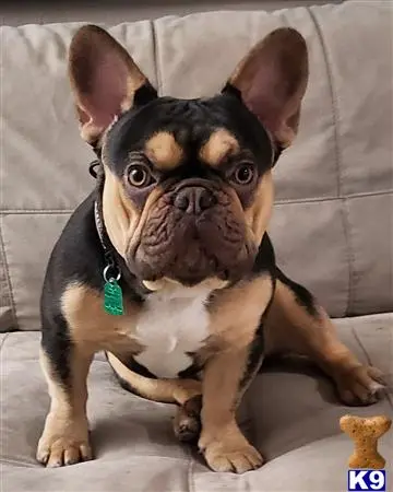 French Bulldog stud dog