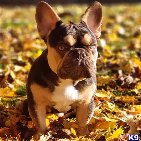 French Bulldog stud dog