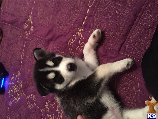 siberian husky puppy posted by e89nunez84