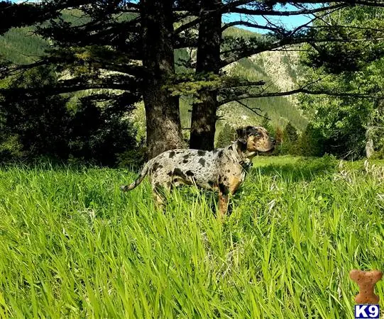 Catahoula stud dog