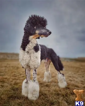 Poodle stud dog