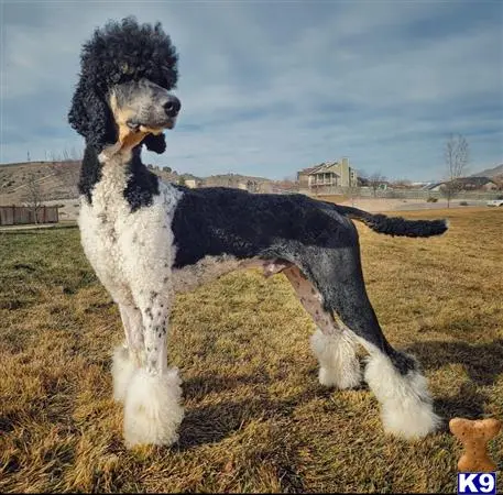 Poodle stud dog