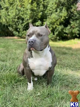 American Bully stud dog