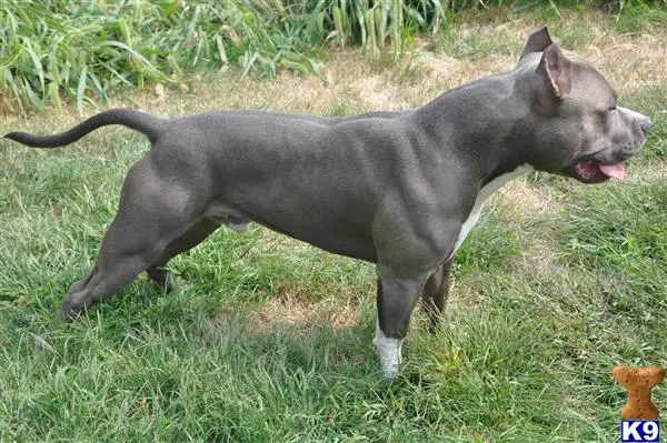 American Bully stud dog