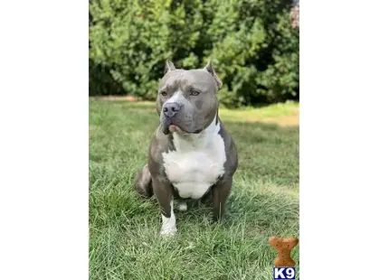 American Bully