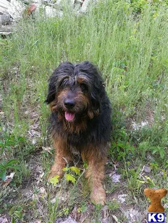 Bernese Mountain Dog