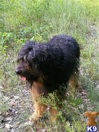 Bernese Mountain Dog stud dog