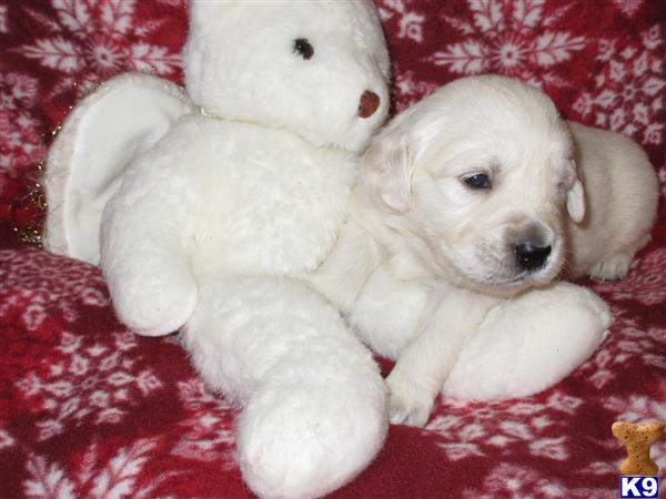 a golden retriever puppy lying next to a teddy bear