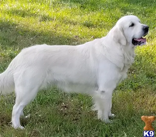 Golden Retriever puppy for sale