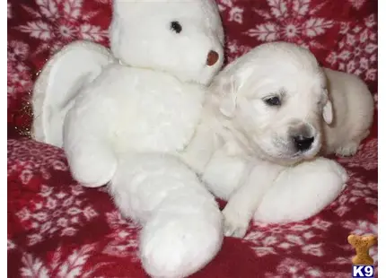 a golden retriever puppy lying next to a teddy bear