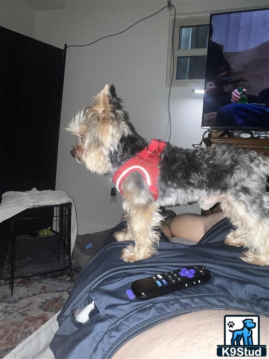 a yorkshire terrier dog standing on a bed