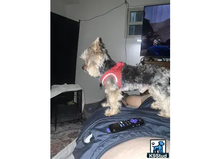 a yorkshire terrier dog standing on a bed