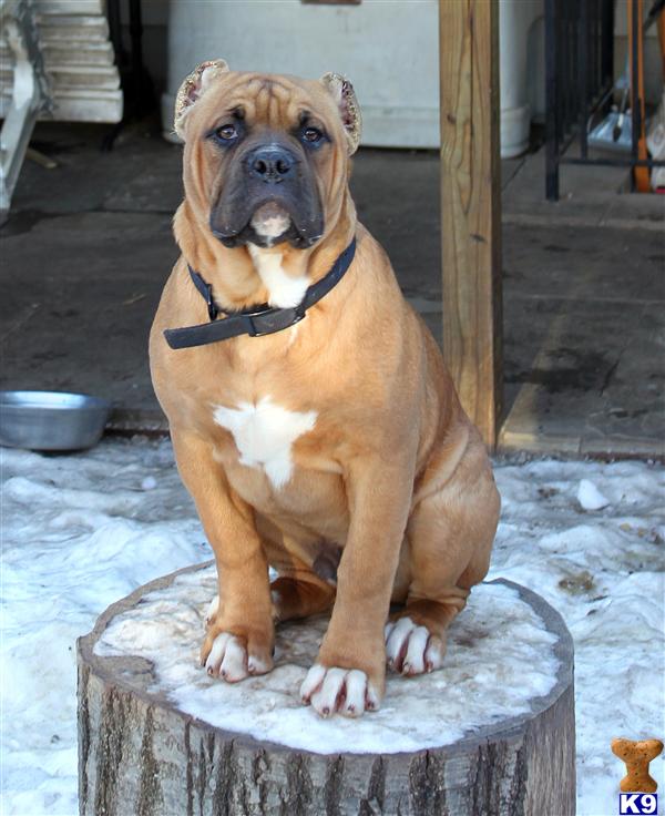 american bandogge mastiff puppies american bandogge mastiff puppy for sale 5 month bandog pups for sale 7 years american bandogge mastiff puppies american bandogge mastiff puppy for sale 5 month bandog pups for sale 7 years